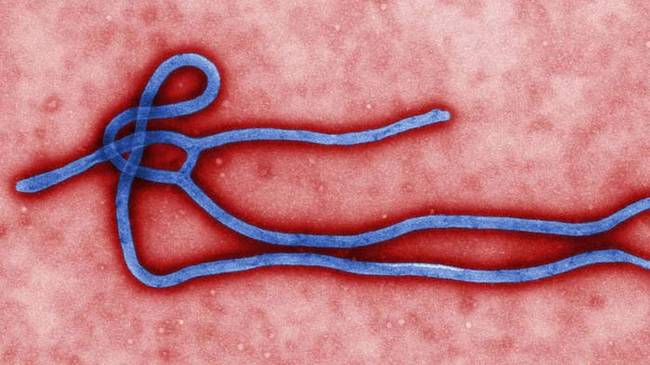 3.) Ebola Outbreak In West Africa Begins - February 2014.