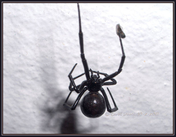 有些黑寡婦蜘蛛會在馬桶坐墊的後面築巢，並且攻擊打擾牠們的人