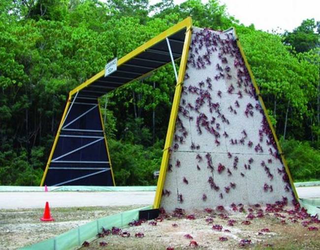 They even install special crab bridges in some places to make crossing certain areas safer for the crabs.