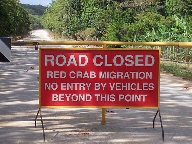 在這段期間，島嶼幾乎要被紅蟹所覆蓋了。官方也必須要關閉許多道路，來配合他們的遷徙。