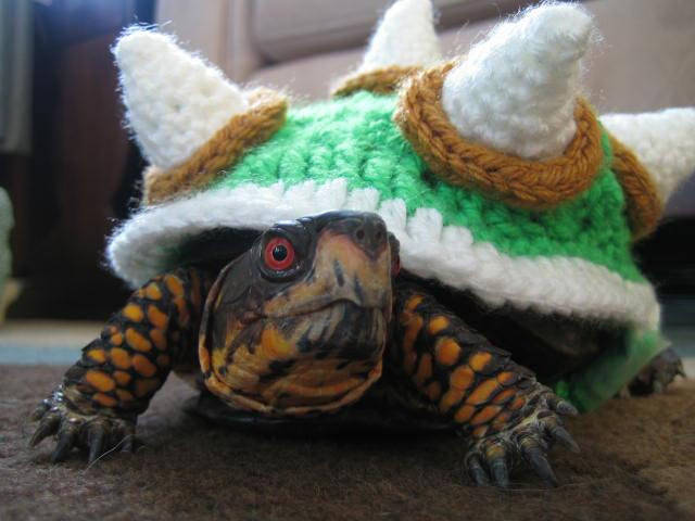 乌龟也会怕冷？