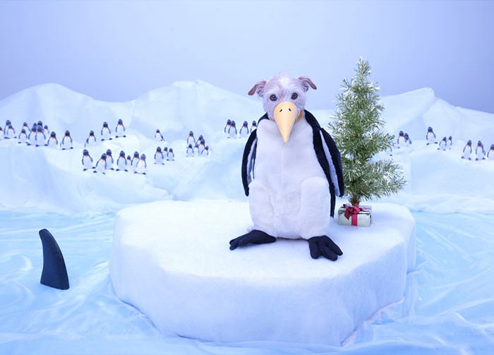 企鹅2011