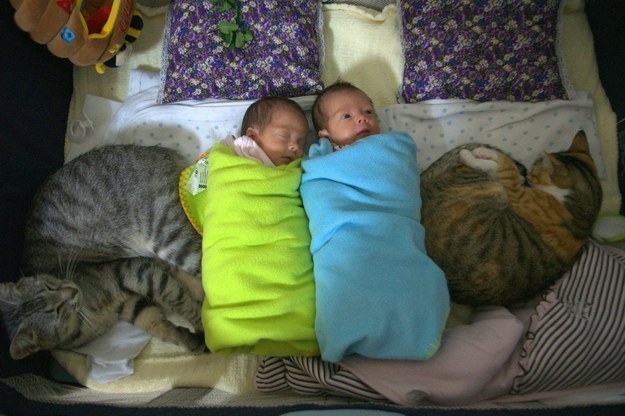 10. 这2只猫会保护他们家新出生的宝宝。