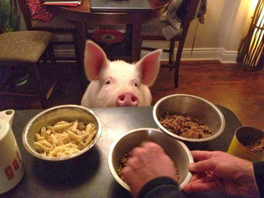 他们发现到猪有多聪明之后，就决定再也不吃肉了。