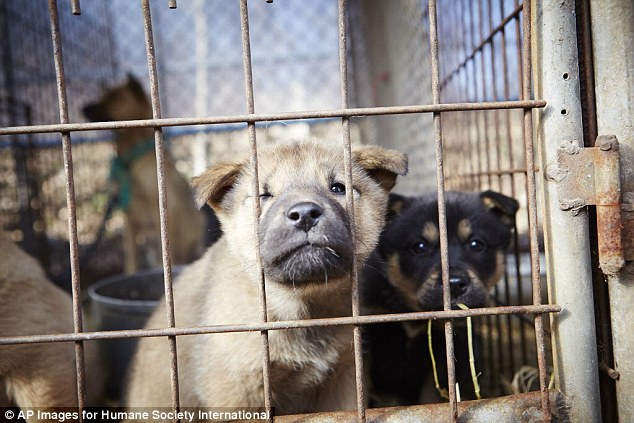 Dozens of dogs originally destined for dinner tables in South Korea, including these young pups, are being imported to the U.S to be put up for adoption as pets