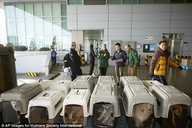 The dogs are prepped for their flight at the airport. The second batch of dogs are due to arrive next week