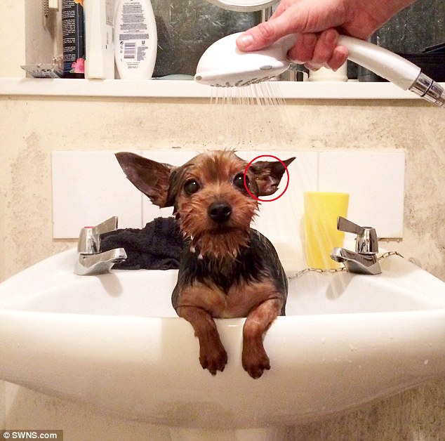 25岁的Rachel Evans，当她在帮她的约克夏狗狗Dave洗澡的时候，顺手拍了张照留念，但是后才被她男朋友发现，在这小狗的耳朵里，竟然有张耶稣的脸。