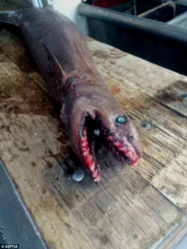 东南渔业协会 (SETFA) 的人员表示，抓到这只生物的人都吓到了。皱鳃鲨有25排牙齿、300颗牙，如果你不幸被他咬到，那可真摆脱不了了。他也表示，这应该是人类第一次看到活生生的皱鳃鲨。