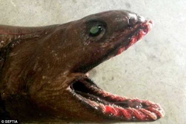 這隻史前鯊魚有深褐色、看似鰻魚的外型，就是皺鰓鯊 (frilled shark)，也是活化石，眼睛是橢圓形，背部有皺折狀的鰓。