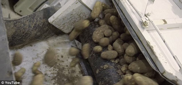 至于麦当劳薯条的制作步骤，首先，马铃薯都是在田野中种植的 (对，是真的用马铃薯)，采收过后将它们去皮、切割、并用沸水煮过。