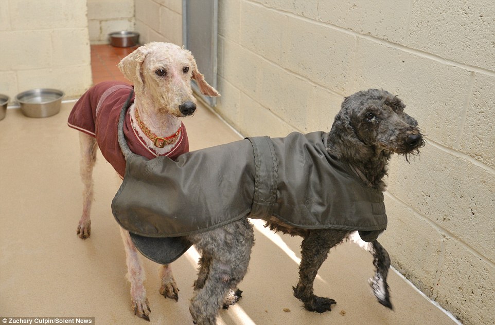 一開始，英國防止虐待動物協會 (RSPCA) 的人員還沒辦法認出他們是狗。他們花了3個小時幫可憐的狗狗剃毛。他們看起來很膽小，讓獸醫深怕他們曾經有遭受主人毆打。