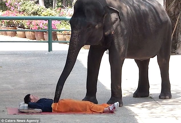 不是開玩笑的，可真的有一大堆遊客特地飛往泰國，讓大象來個紓壓的按摩。這是個在泰國清邁省 (Chang Mai) 的服務，當地有許多2.25公噸到5.5公噸重的亞洲象，會使用他們的鼻子或是腳來幫遊客按摩。