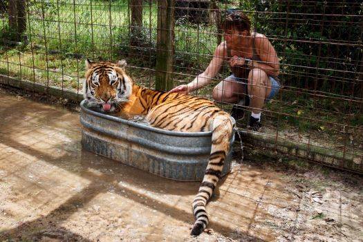 老虎跟狗狗一样喜欢洗澡！