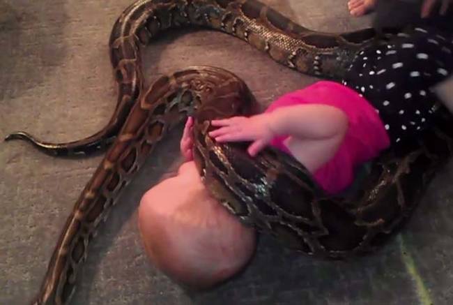 不但不怕，杰米还觉得蛇是超棒的家庭宠物，他以后想跟两个女儿一起开一座异国爬虫类动物园。