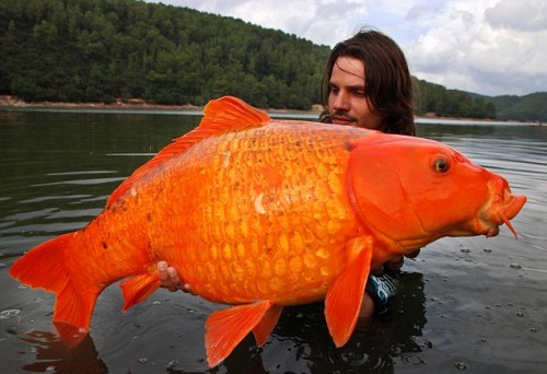 這一定是史上最巨大的金魚...