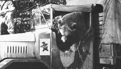Wojtek Bear - In Vehicle