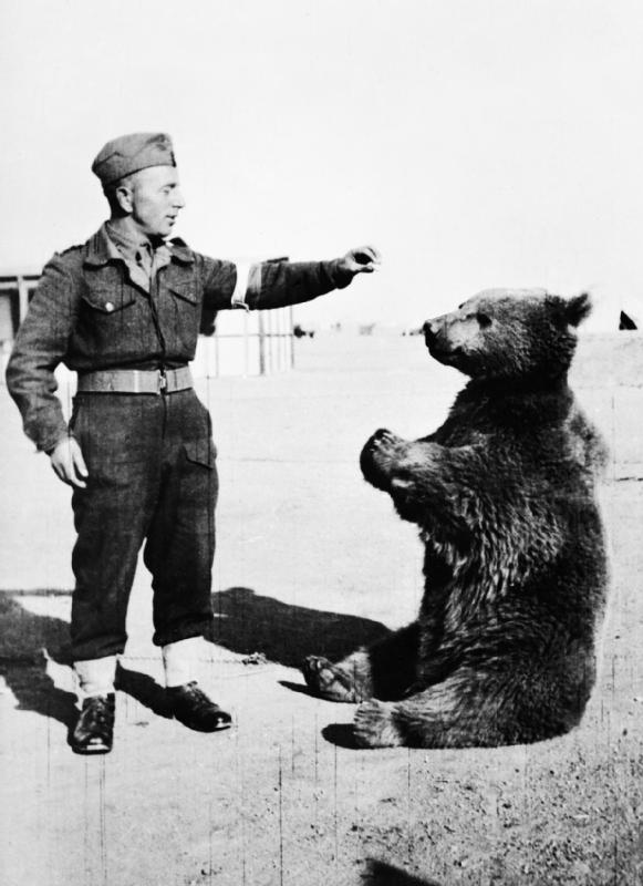 Wojtek Bear - Polis sholdier feeding