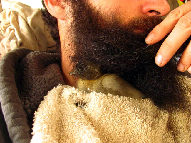 1.) This man who rescued a duckling <a href="http://www.viralnova.com/saved-ducklings-life/" target="_blank">using his beard</a>.
