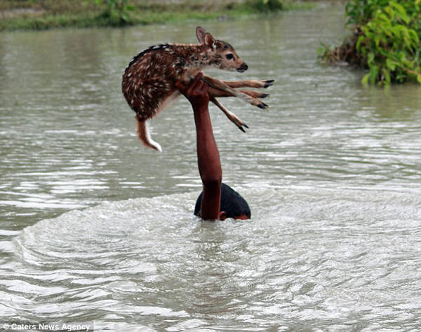 3.) This young man who saved a fawn from <a href="http://www.viralnova.com/boy-saves-drowning-fawn/" target="_blank">floods in the Philippines</a>.
