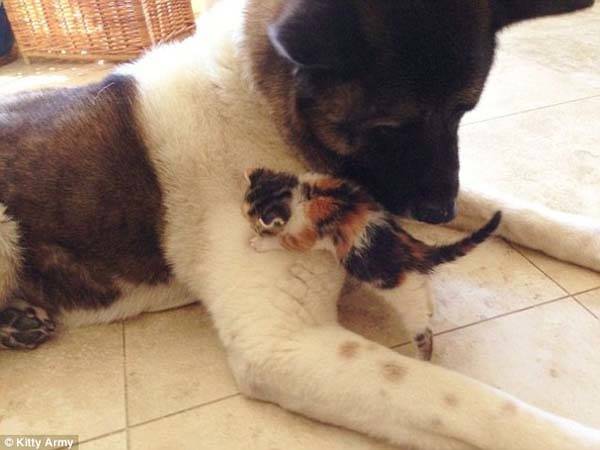 5.) The retired guard dog who <a href="http://www.viralnova.com/big-dog-adopts-kitten/" target="_blank">adopted an abandoned kitten</a>.