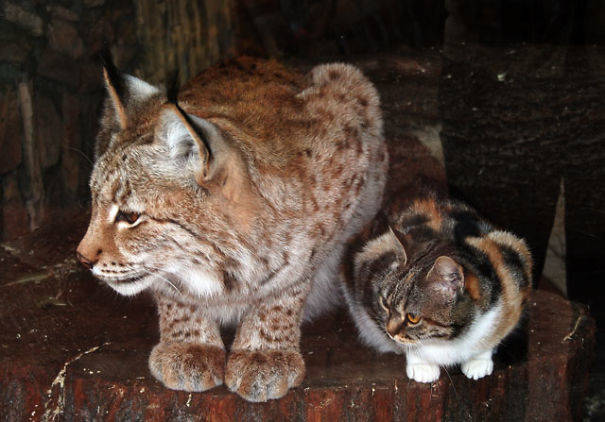 10.) This little cat and big cat who are <a href="http://www.viralnova.com/cat-lynx-bff/" target="_blank">unlikely best friends</a>.