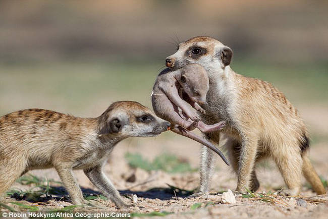 32.) This meerkat family who <a href="http://www.viralnova.com/meerkat-family/" target="_blank">acted fast to save their pups from a snake who invaded their home</a>.
