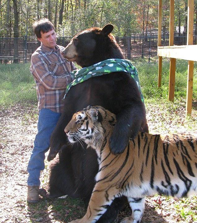 熊也想打扮地时髦一点！