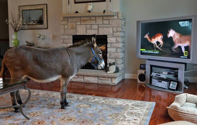 不只狗狗喜欢看电视，这头驴子也很爱待在电视机前看着萤幕上的野生动物朋友。