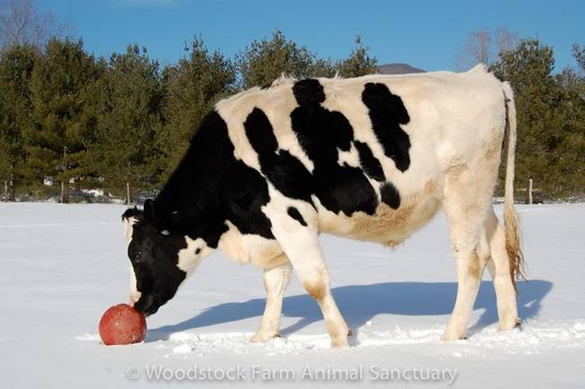 這隻乳牛已經準備好要玩球了！