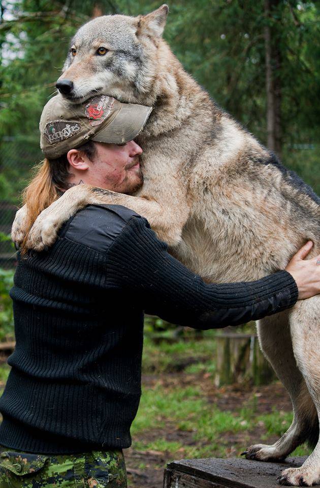 就算是孤傲的狼也需要拥抱。