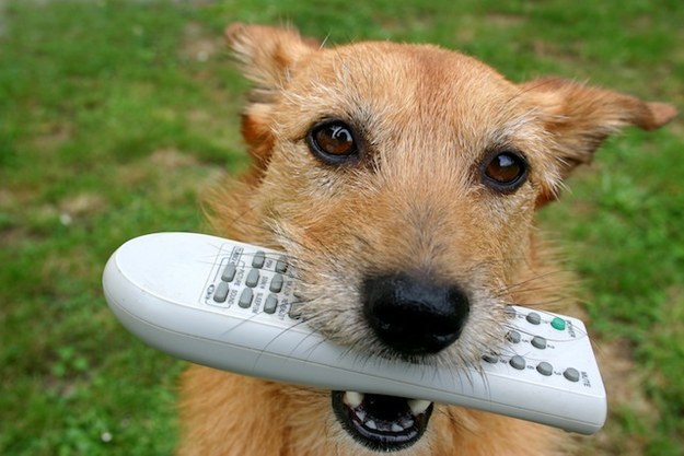 You've taught your dog how to fetch the remote control.