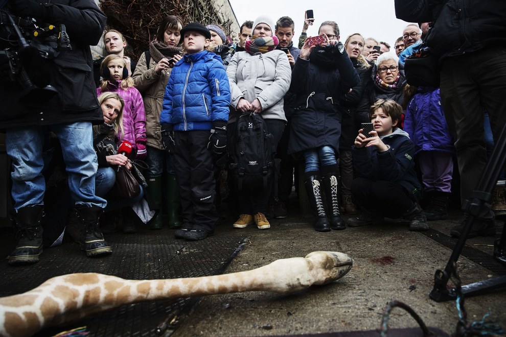 32. 哥本哈根 (Copenhagen ) 动物园于日前将18个月大，名为「Marius」的长颈鹿安乐死，并且在众多游客及小孩面前将长颈鹿肢解。