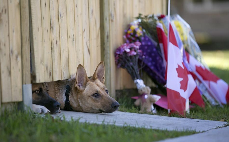 7. 加拿大恐怖攻击当中，殉职士兵Nathan Cirillo家中等待他回家的爱犬。(详细介绍：连结)
