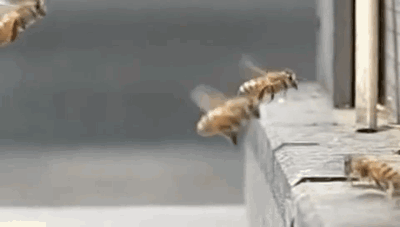 3.) Bees Colliding