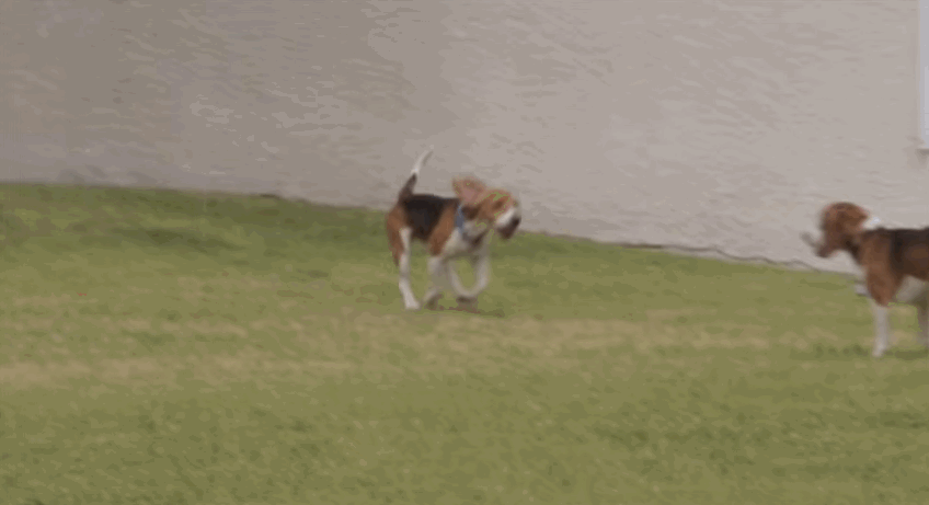 20.) These rescued lab beagles who <a href="http://www.viralnova.com/beagle-freedom/" target="_blank">felt grass for the first time in their lives</a>.