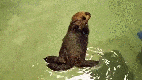 46.) This orphaned sea otter pup who <a href="http://www.viralnova.com/sea-otter-pup/" target="_blank">found a new home and learned how to swim</a>.