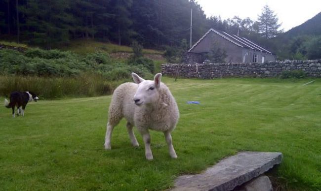 這頭原本是孤兒的可愛小綿羊名字就叫做"Pet" (寵物 -  好沒有創意的名字啊...)，是被一個住在蘇格蘭Lochbroom的Mackenzie家族領養的。
