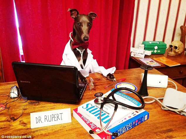 Feeling ruff? Dr Rupert is ready to see you now. The pampered pooch sits behind his desk wearing a white coat and red bow tie- complete with stethoscope- in this medical scene 