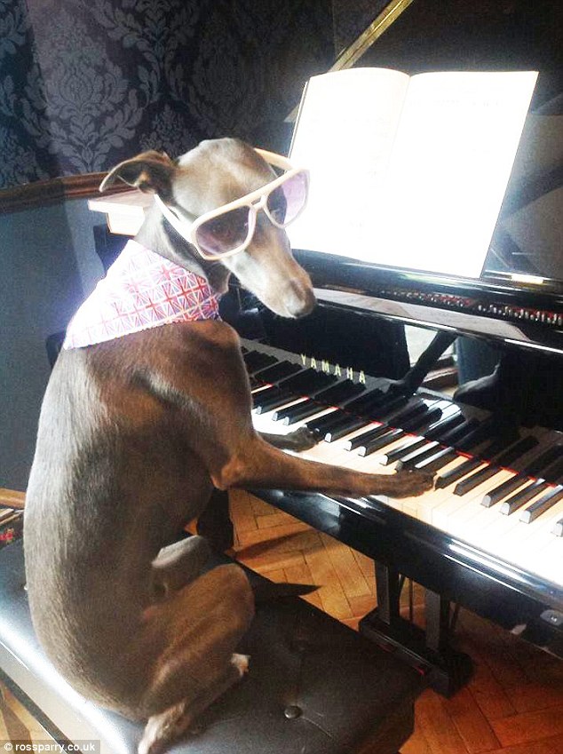 The canine John Elton? Rupert shows off his musical talents as he sits in the family's piano stool looking ready to play, with a British flag bandana and oversized sunglasses