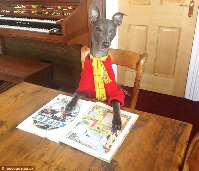 Dressed as his namesake Rupert the Bear in a red jumper and yellow scarf, the dog sits with his favourite story book