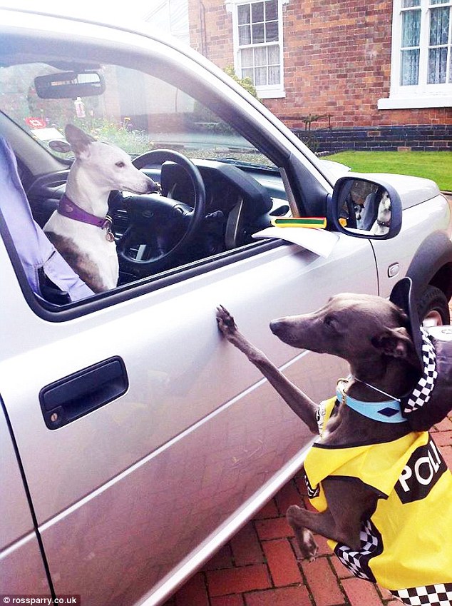 License and registration please: Rupert stops his whippet sister (pictured in the car) as he is dressed in police uniform