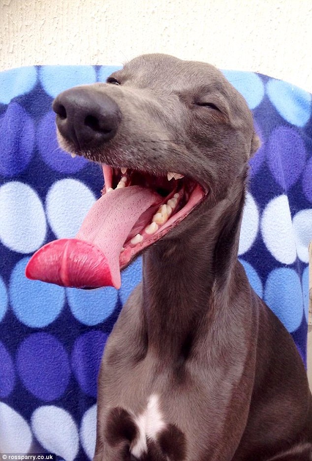 Rupert's owner said she fell in love with the happy whippet when he was just four-weeks-old