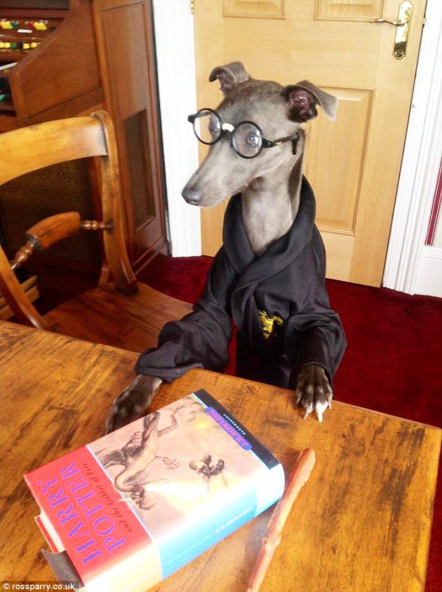 The show-off pooch just loves to model and pose for the camera including dressing up as literary characters such as Harry Potter