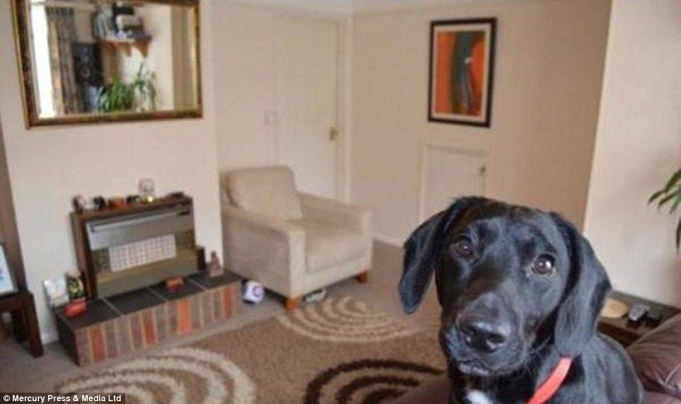 Peek-a-boo: This dog doesn't come with the house but wanted to make sure he was part of the picture as he popped up in this living room shot
