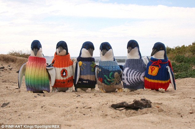 于是在去年的3月，菲利浦岛的企鹅基金会就号招了会编织的人们一同来制作小毛衣。有着80年好手艺的Alfie，在护士询问后也就当仁不让地加入了编织的行列。