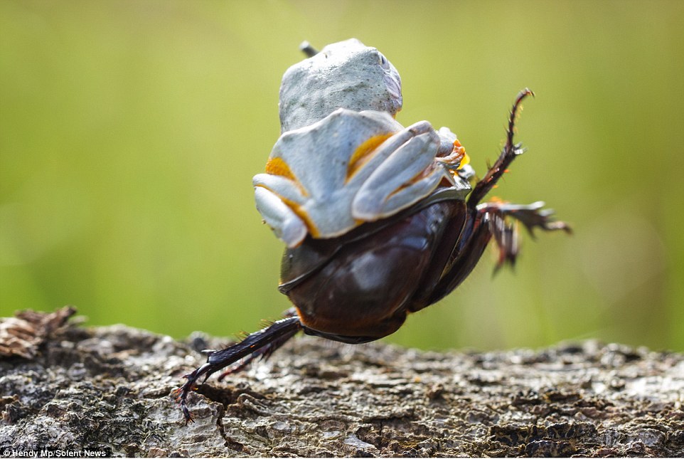 牛仔蛙在甲蟲上面就這樣"玩"了5分鐘，然後玩膩就自己爬開了。