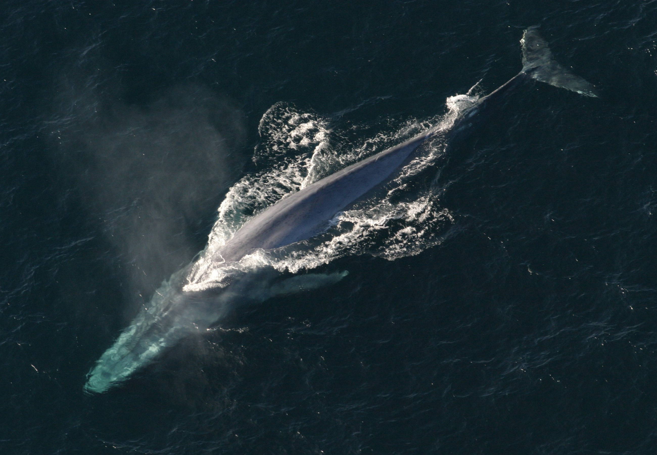 Blue whales can grow to be an astonishing