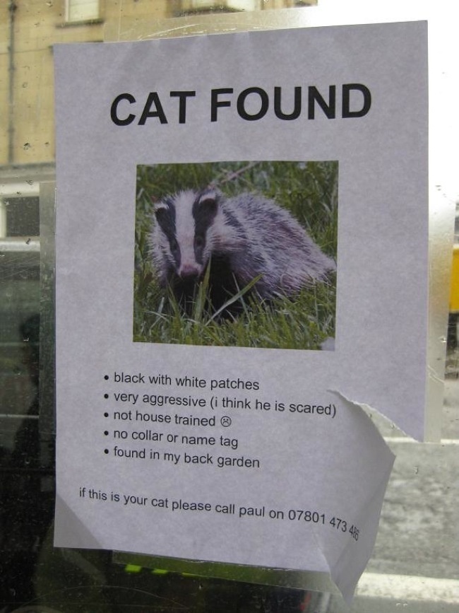 "找到一隻貓咪，如果是你的貓請撥打xxx-xxxx"