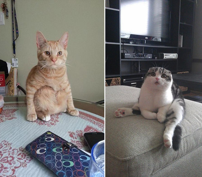 hilarious-cats-sitting-awkwardly-2