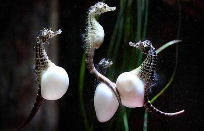 7. 这些其实是公的海马！母海马会把卵注入公海马的孵卵囊内。